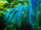 Полезны ли морские водоросли?