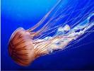 Опасны ли медузы?