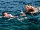 Нападения акул на человека