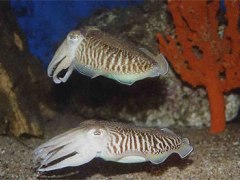 Каракатица