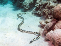 Морская змея