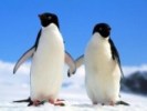 Пингвины и бескрылые гагарки