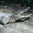 Гребнистые крокодилы