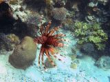 Pterois antennata