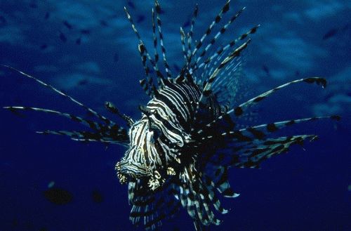 Pterois antennata