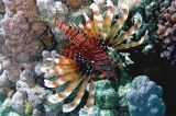 Pterois antennata