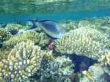В корраловых рифах