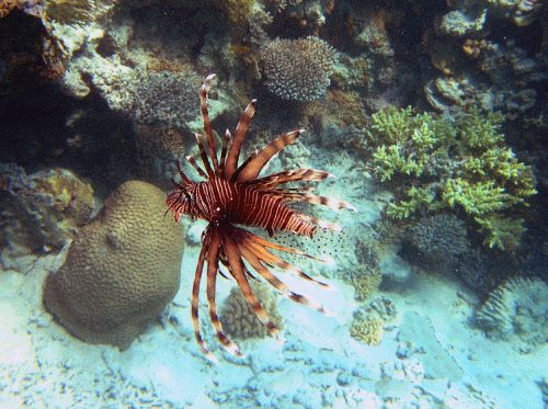 Pterois antennata