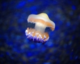 Медуза Красного моря