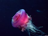 Красная медуза