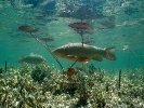 Экологическая структура дна морских мелководий
